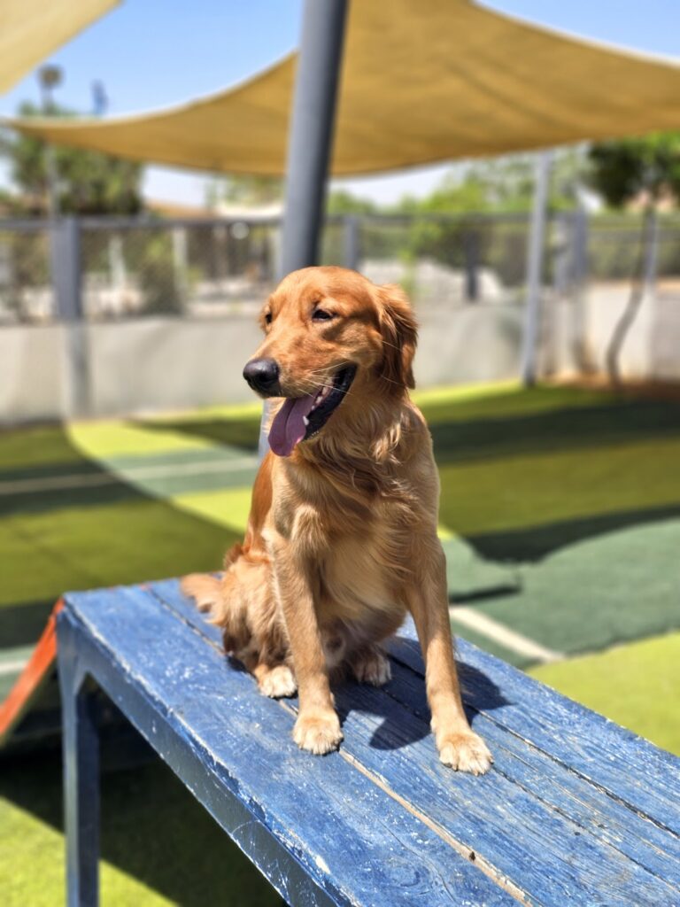 Google Photo 3