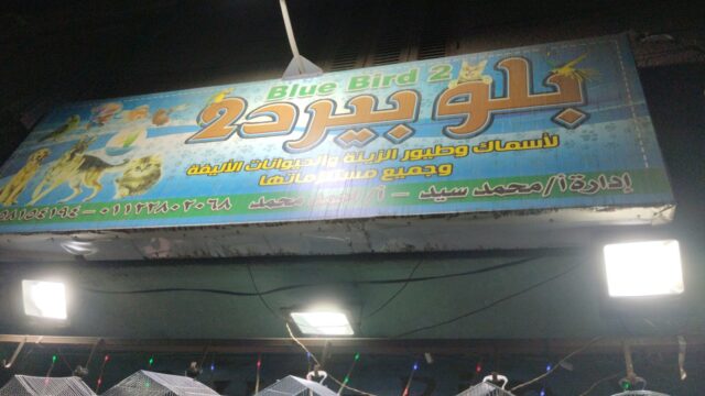 Google Photo 1