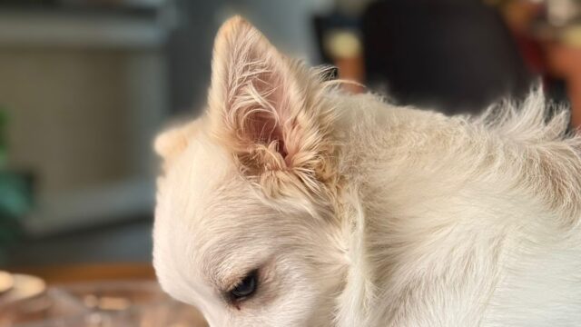 Google Photo 3