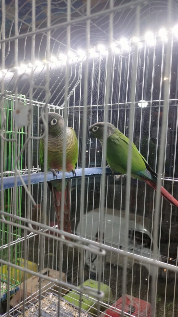 Google Photo 4