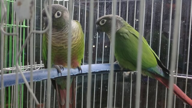 Google Photo 4