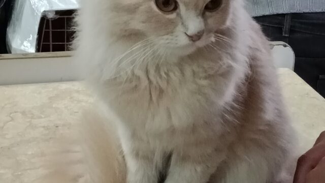 Google Photo 3