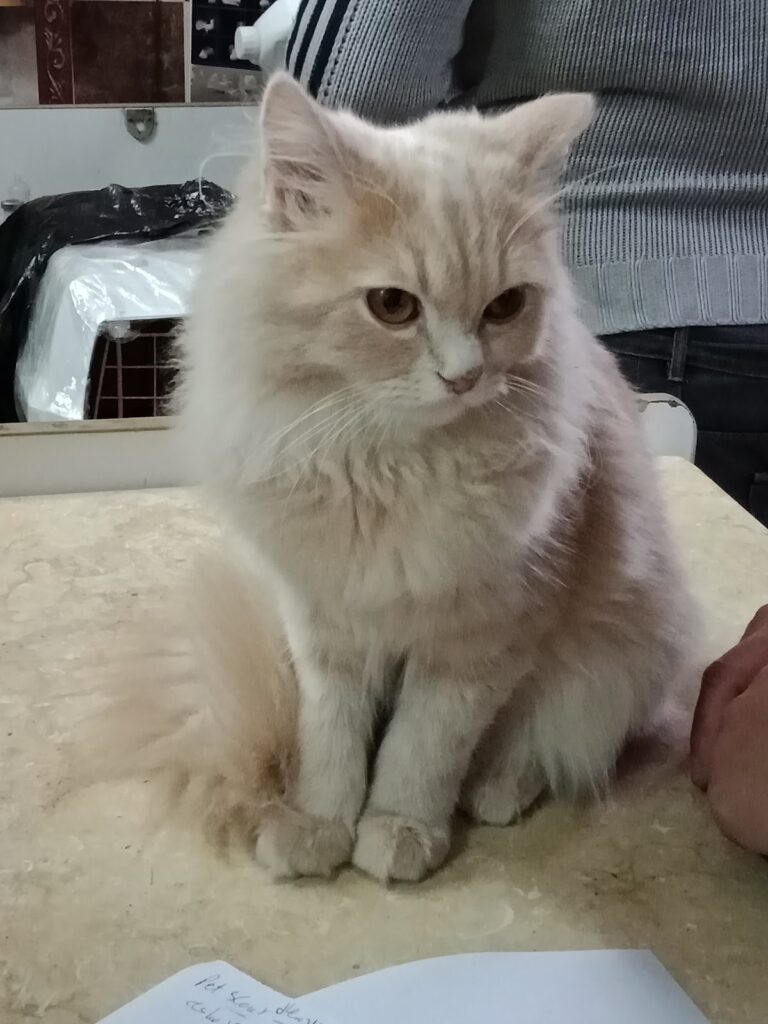 Google Photo 3
