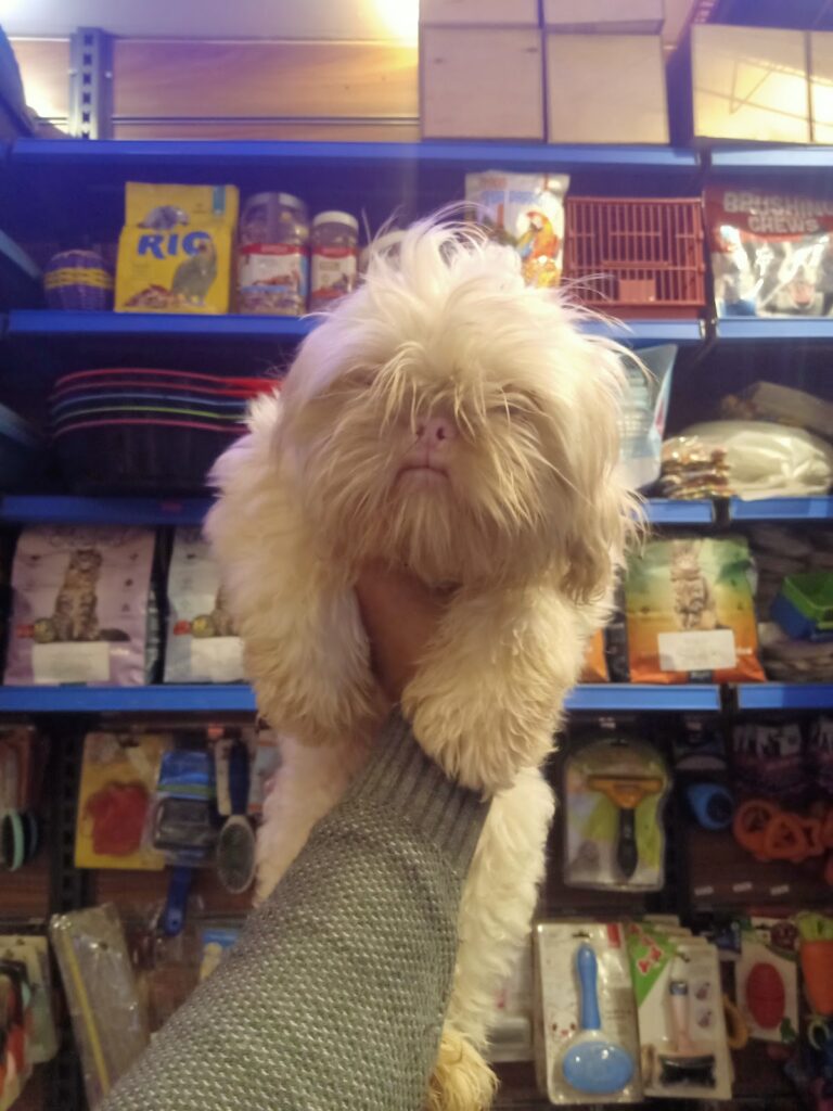 Google Photo 6