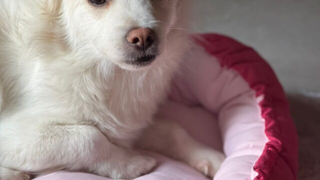 Google Photo 4