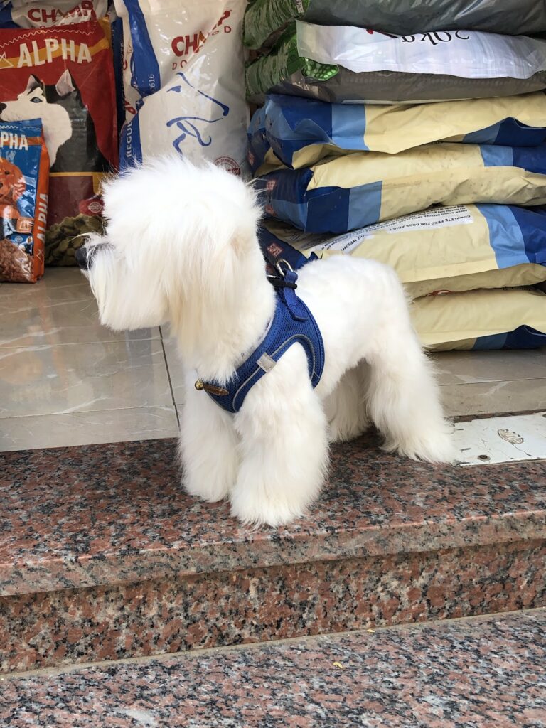 Google Photo 2