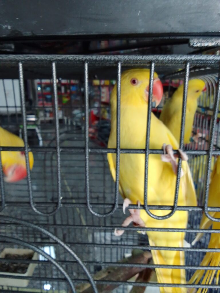 Google Photo 6