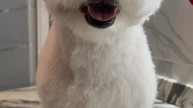 Google Photo 6