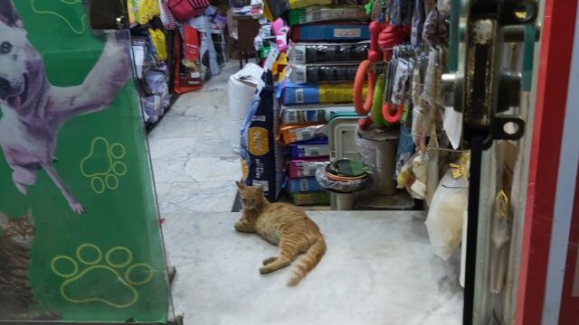 Google Photo 8