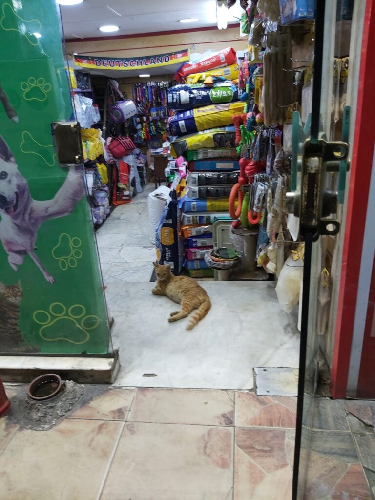 Google Photo 8