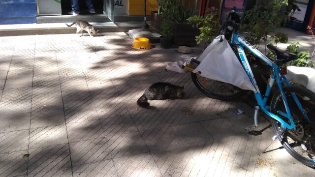 Google Photo 9