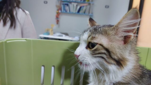 Google Photo 2