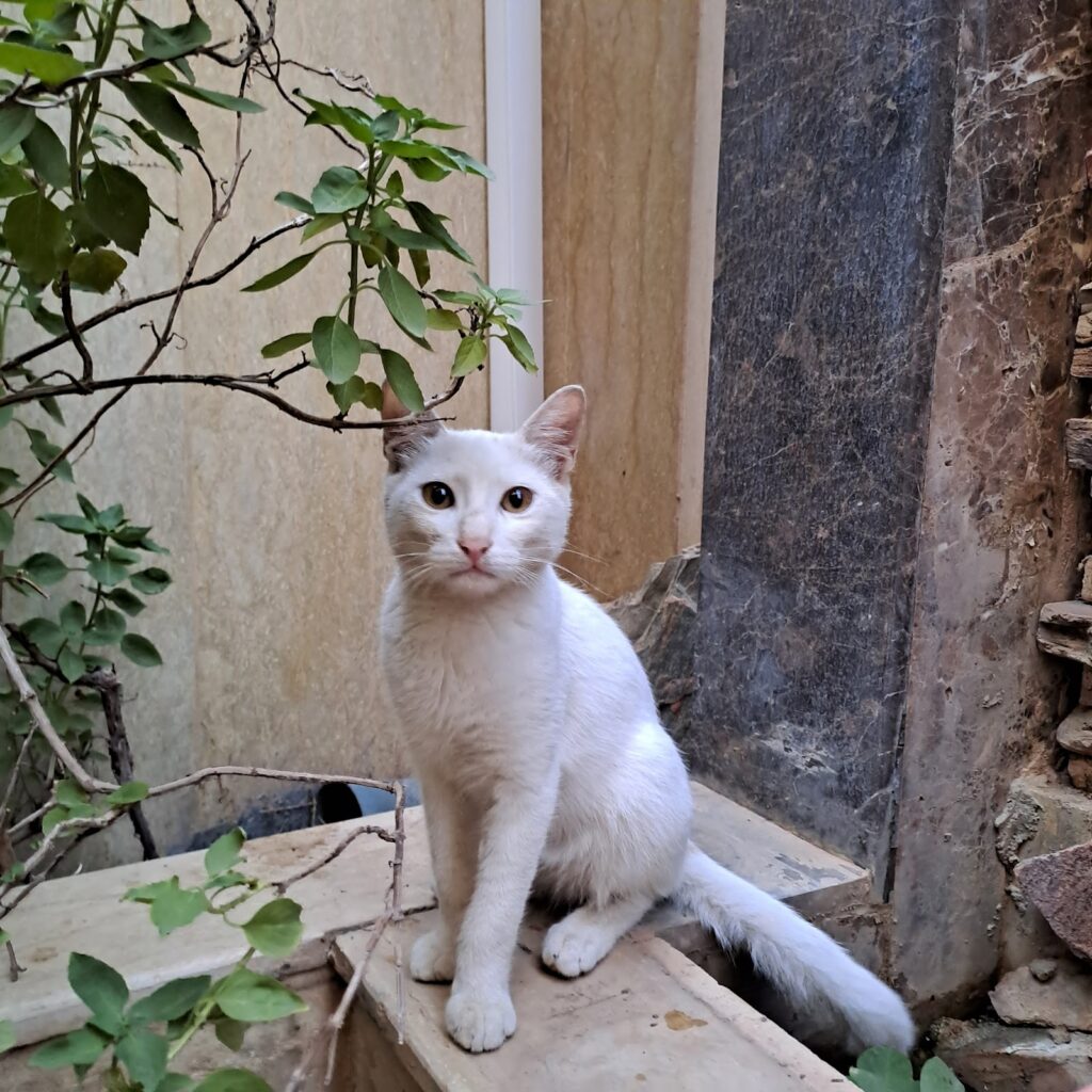 Google Photo 4
