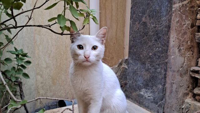 Google Photo 4