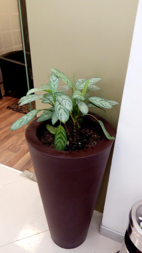 Google Photo 9