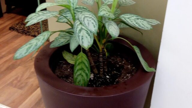 Google Photo 9