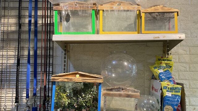 Google Photo 2