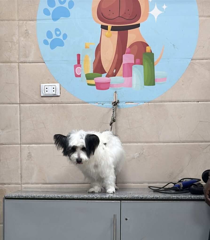 Google Photo 5