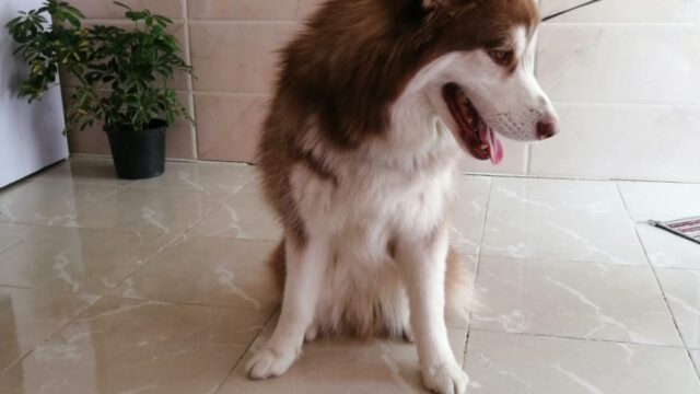 Google Photo 3