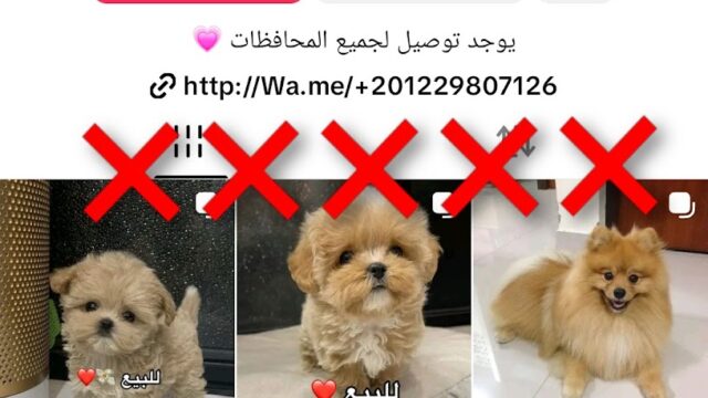 Google Photo 6