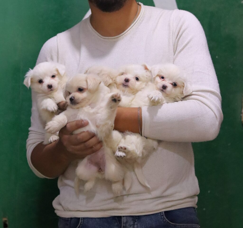 Google Photo 8