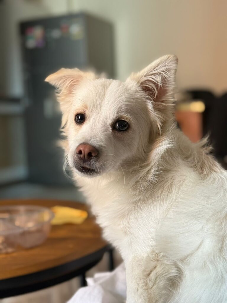 Google Photo 2