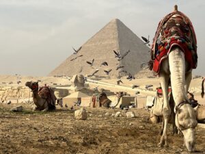 الصورة 7