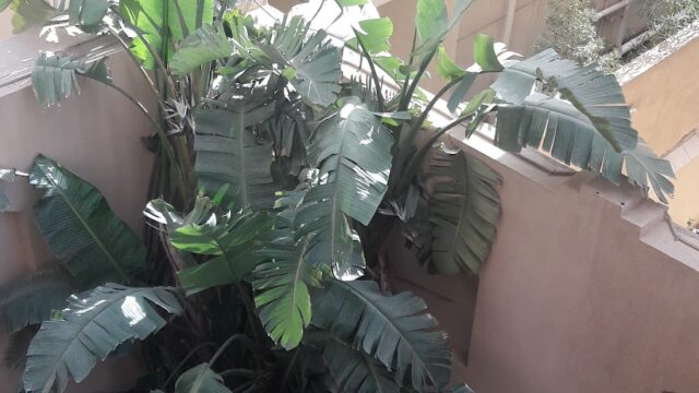 Google Photo 10