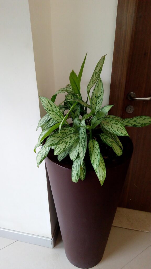 Google Photo 3