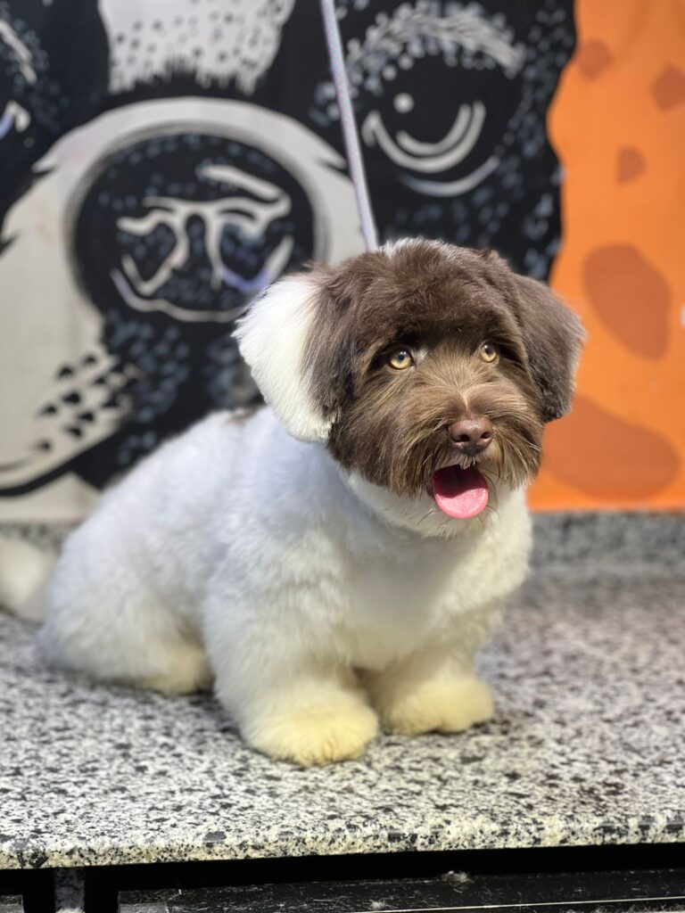 Google Photo 3