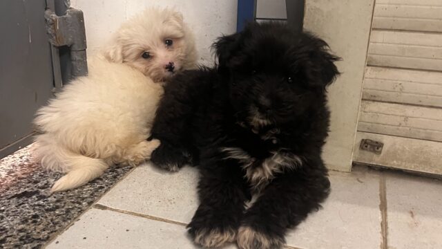 Google Photo 4
