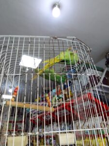 Photo 5