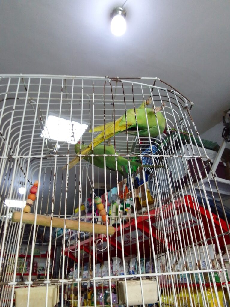 Google Photo 5