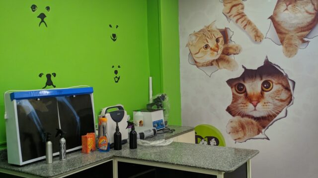Google Photo 5