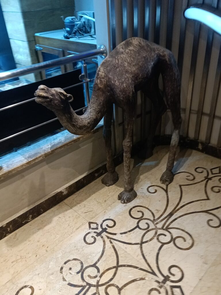 Google Photo 7