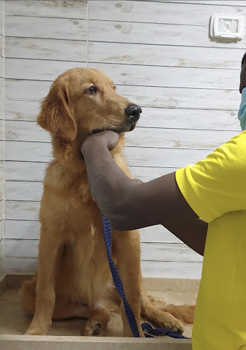 Pet’s Choice Animal Hospital Maadi (Veterinary Hospital)