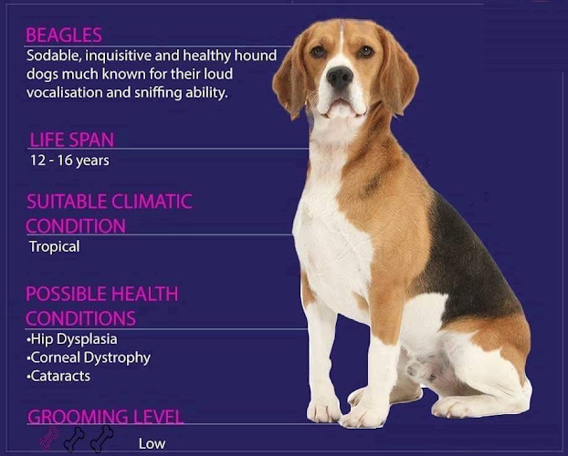 عيادة البيطرية الحي السابع مدينه نصرLovely Pets Clinic