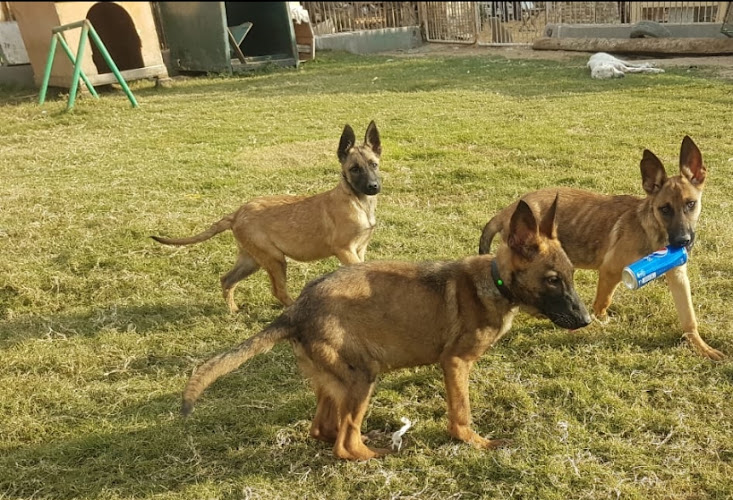 Man Pet Shop for pet lovers