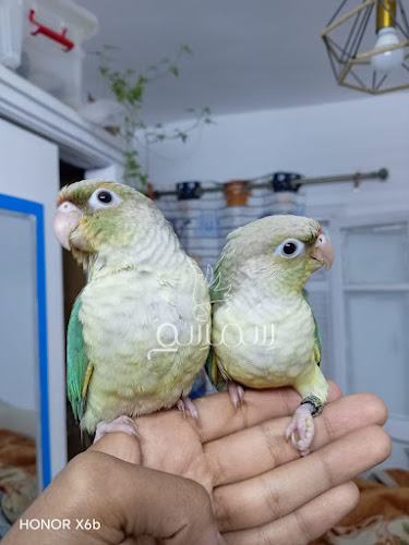 Twins Parakeet’s