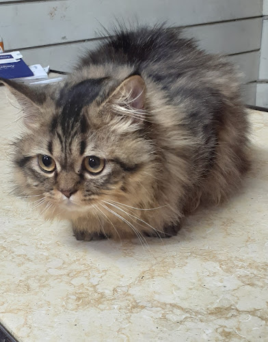 Veterinary Clinic (Dogs/Cats/Birds) – Dr. Majed Murad
