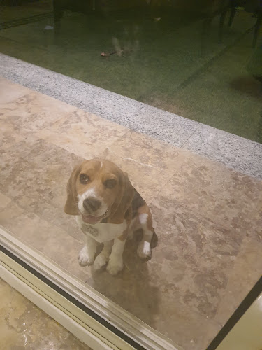 Pluto Pet Shop & Clinics