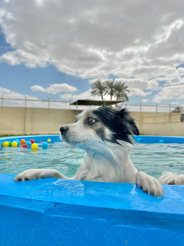 Lovely Dogs and Cats Hotel