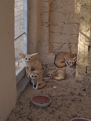 طلبه للزوى