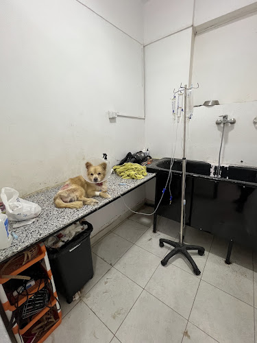 4paws center
