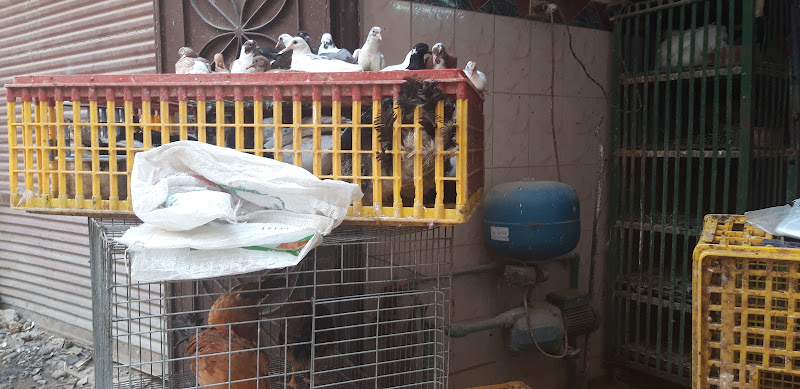 El Amana Poultry