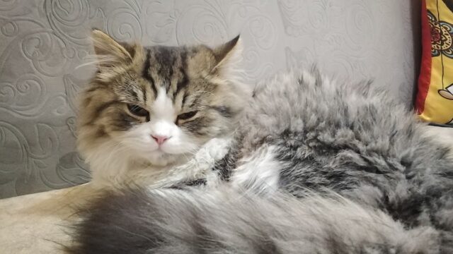 Google Photo 5