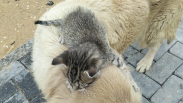 Google Photo 5