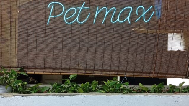 Google Photo 3