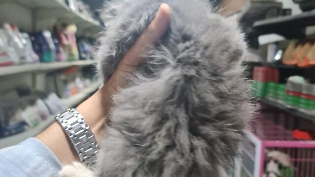 Google Photo 1
