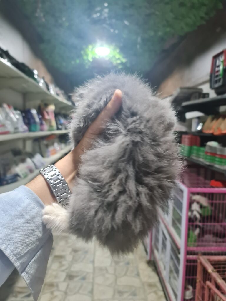 KOKI PETS SHOP AND ANIMAL CARE